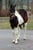 Horse ad