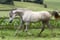 Annonce cheval