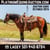 Horse ad