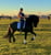Annuncio cavallo
