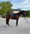 Horse ad