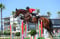Horse ad
