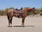Annonce cheval