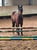 Horse ad