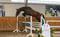 Horse ad