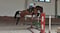 Horse ad