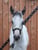 Horse ad