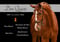 Annuncio cavallo