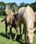 Annuncio cavallo