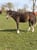 Horse ad