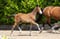 Annuncio cavallo