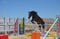 Horse ad