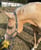 Horse ad