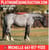 Horse ad