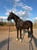 Annuncio cavallo