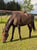 Horse ad
