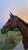 Horse ad
