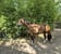 Annonce cheval