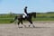 Horse ad