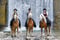 Annuncio cavallo