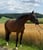 Horse ad