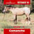 Paardadvertentie