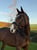 Annuncio cavallo
