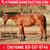 Horse ad