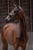 Annuncio cavallo