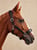 Horse ad