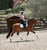 Annuncio cavallo