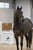 Horse ad