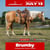 Annuncio cavallo