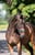 Annuncio cavallo
