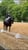 Horse ad