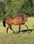 Annonce cheval