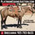 Horse ad