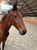 Annonce cheval