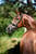 Annonce cheval
