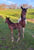 Horse ad