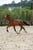 Annonce cheval