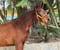 Horse ad