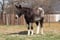 Horse ad