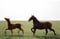Horse ad