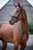 Annuncio cavallo