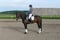Annuncio cavallo