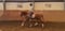 Horse ad