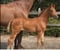 Horse ad