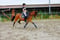 Horse ad