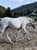 Annuncio cavallo